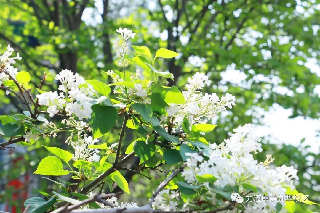 不凡四月人依舊，北歸大雁似曾識(shí)。| 力邁校園墨香滿，春暖花開待君歸。(圖3)