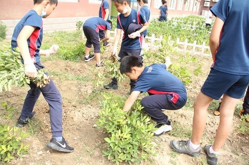 我愛這土地，因為我嗅到了泥土和草葉的芬芳|力邁中美國際學校勞動教育實踐活動(圖15)