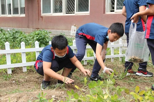 我愛這土地，因為我嗅到了泥土和草葉的芬芳|力邁中美國際學校勞動教育實踐活動(圖16)