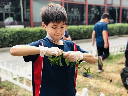 我愛這土地，因為我嗅到了泥土和草葉的芬芳|力邁中美國際學校勞動教育實踐活動(圖11)